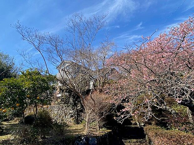 【桜】春には桜が満開になります
