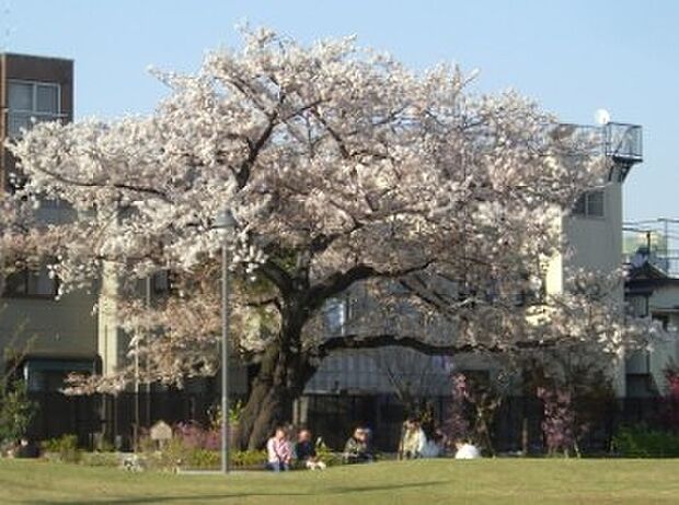 【公園】新宿区立富久さくら公園まで1093ｍ