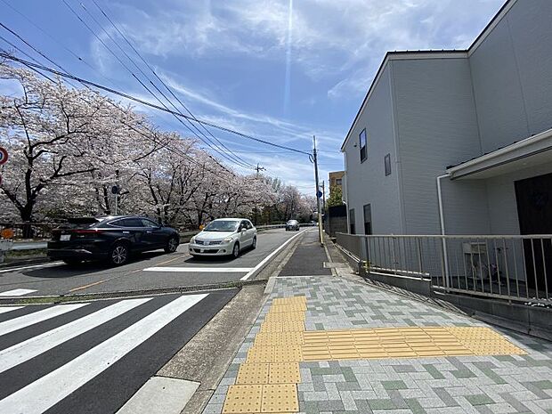 春は家の前に満開の桜が咲きます。散歩していても気持ちがいいですね♪