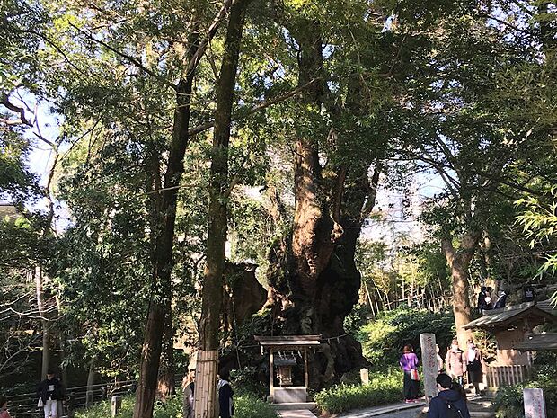周辺スポットのご紹介。こちらは【来宮神社】の大楠。運気向上の散策ルートにお勧めです。