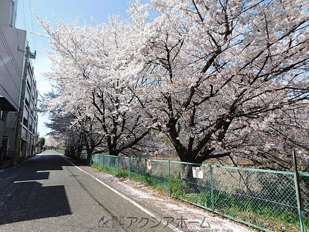 春にはエントランス目の前に桜が咲き誇ります♪
