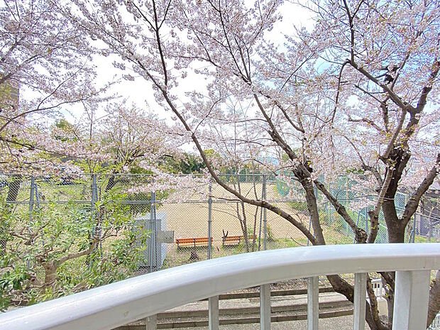 【眺望】バルコニーからは、春には満開の桜の木が見られ季節の移ろいを感じられます◎前面に大きな建物もないため開放感があり、明るくあたたかな陽ざしがお部屋まで届きます。空もしっかり見えてお天気の確認も◎