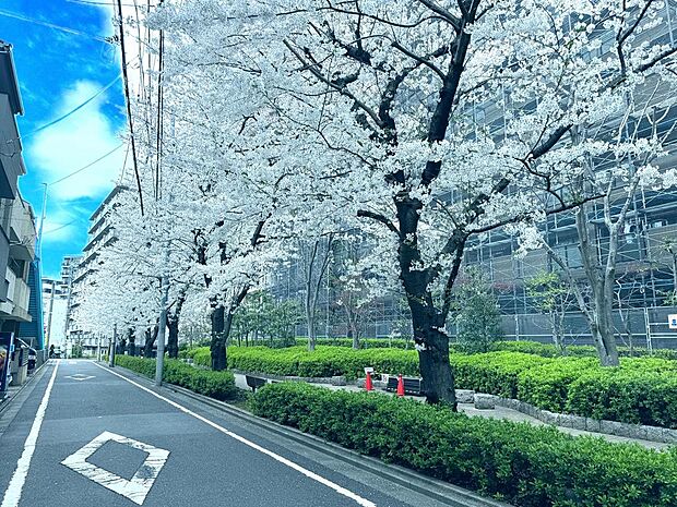 【前面道路】遊歩道には桜並木があり、春には綺麗な桜を見ることができます。