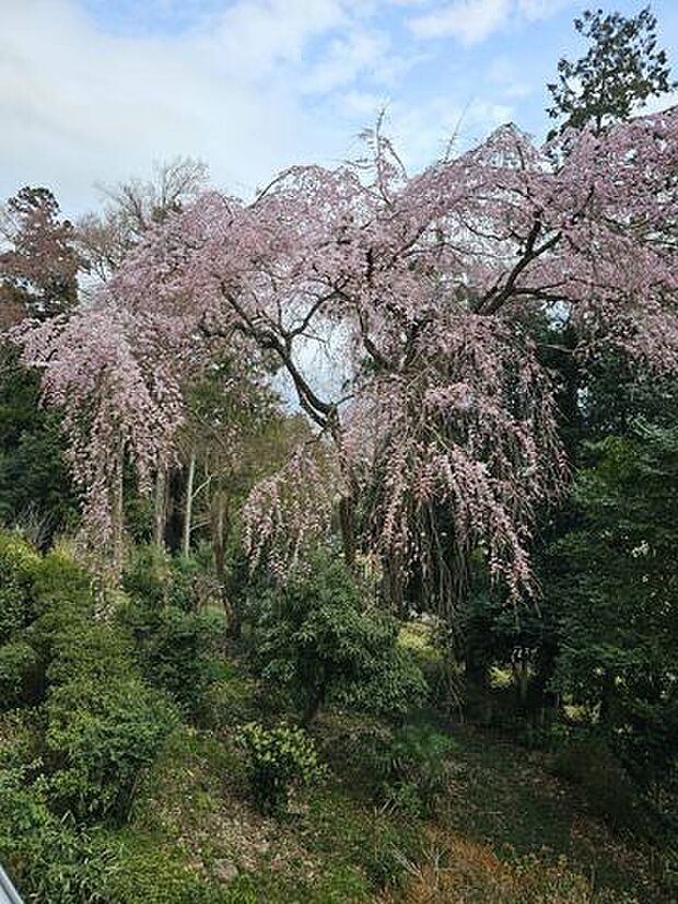 【眺望】春にはバルコニーから桜を楽しむことができます！
