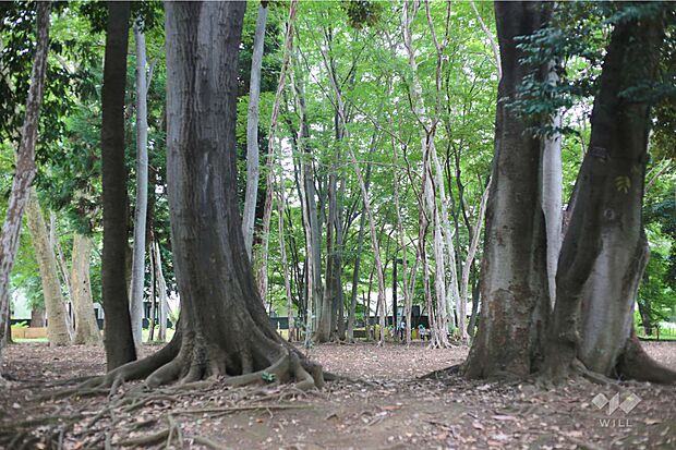 林試の森公園の外観