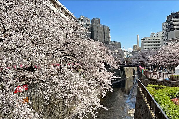 目黒川の桜並木の外観