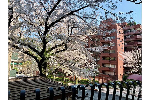 バルコニーからは桜の木が見えます。目の前に高い建物がないので、遠くまで見渡せ、日当りも良好です。