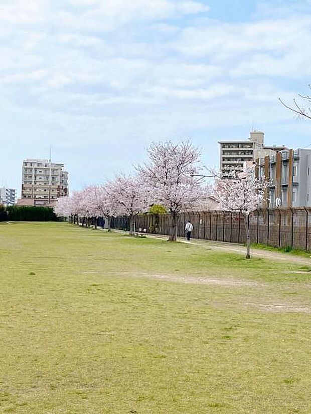すぐ目前の南熊本公園♪春は桜がきれいです♪