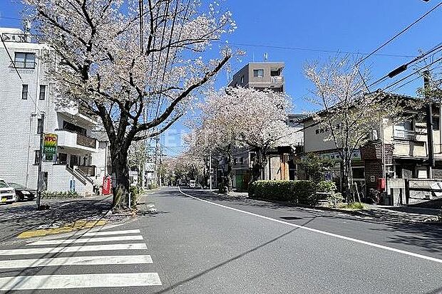 周辺環境（かむろ坂通り）／建物目の前は桜の名所「かむろ坂通り」となっており、春には満開の桜並木の散策を楽しめます