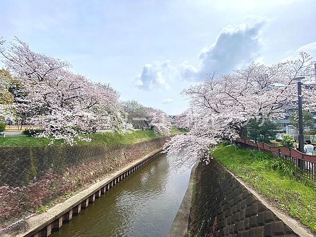 春には美しい桜並木が広がります