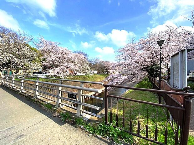 引地川の桜(湘南台3-3近)まで659m、引地川の遊歩道の桜並木は春には散歩とお花見が楽しめます。子どもから年配の方まで、憩えるスポットです。