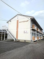 パナハイツカトレア