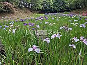 【公園】馬渡はにわ公園 花しょうぶ園まで797ｍ